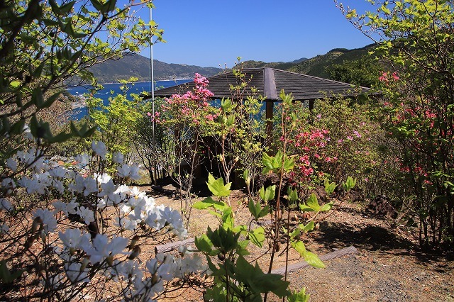 城跡に巨木の山桜(撮影:4月5日)_e0321325_16465456.jpg