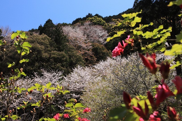 城跡に巨木の山桜(撮影:4月5日)_e0321325_16470831.jpg