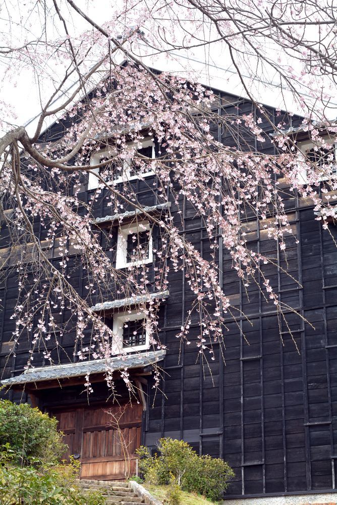 菊の世酒造と春の花々_e0373930_10342911.jpg
