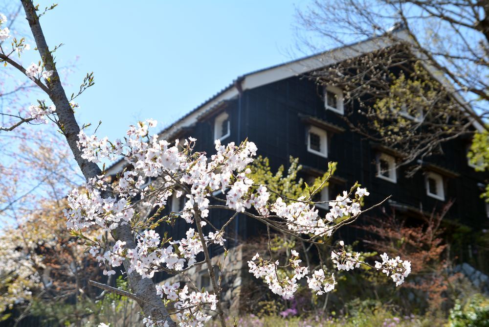 菊の世酒造と春の花々_e0373930_10342938.jpg
