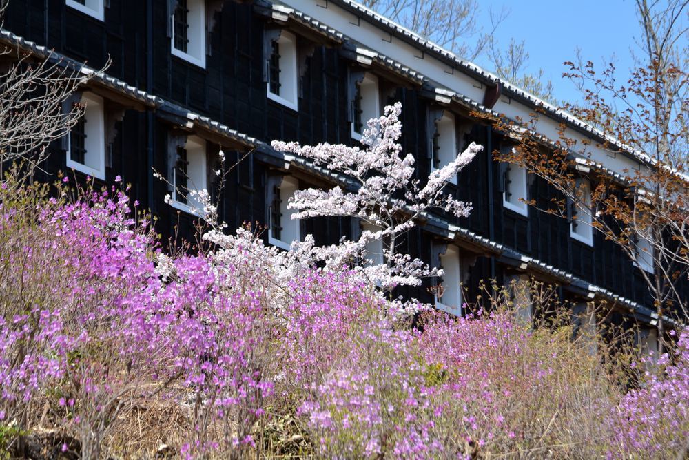 菊の世酒造と春の花々_e0373930_10342965.jpg