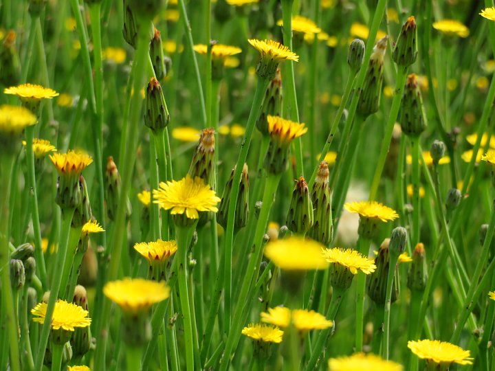年5月9日 斜面に咲く黄色い花 今日の風に吹かれましょう