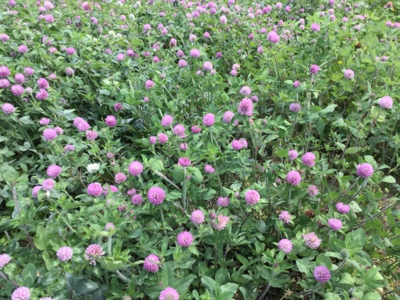 ムラサキツメクサの土手_e0230141_09492569.jpeg