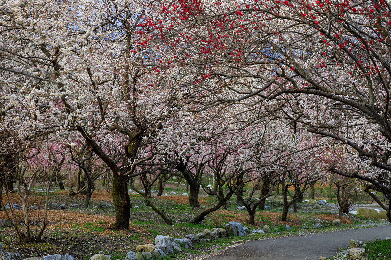梅三昧（いなべ市梅林公園）_f0155048_23582773.jpg