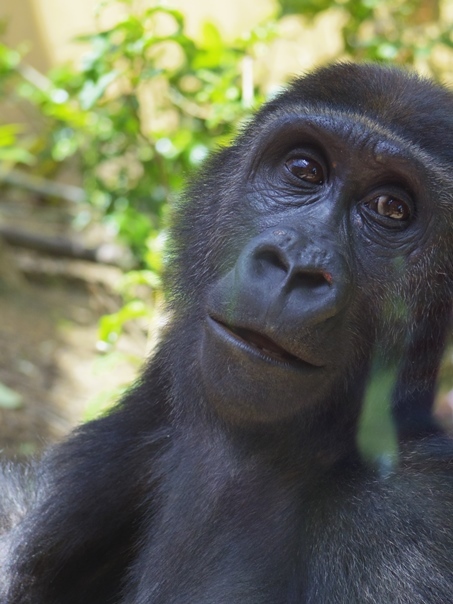 A Diary Of Primates A Diary Of Primates