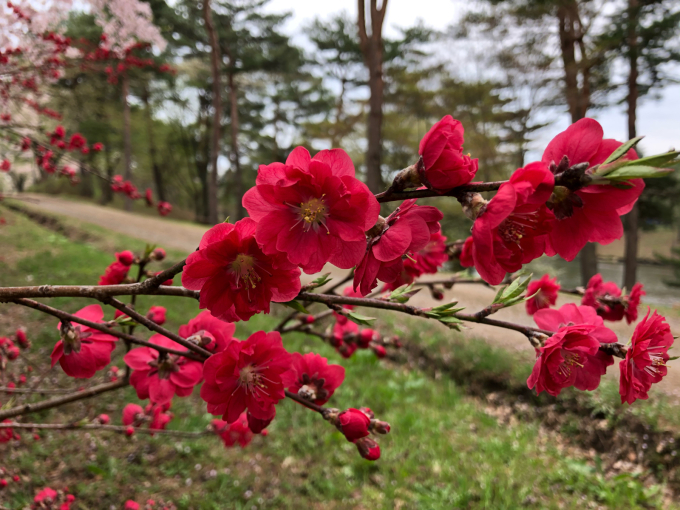 そろそろ苗植え_b0093660_20441972.jpg