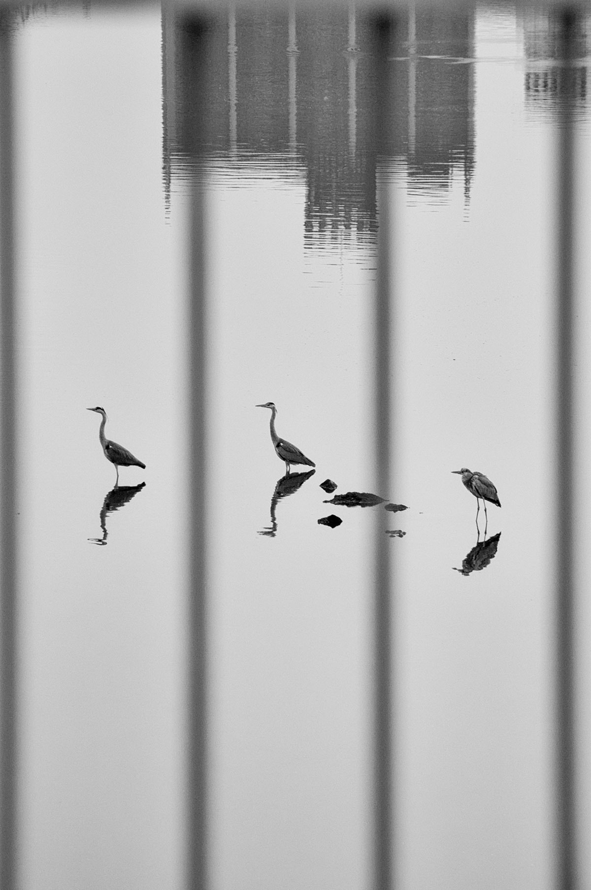 The Social Distance_c0028861_13054028.jpg