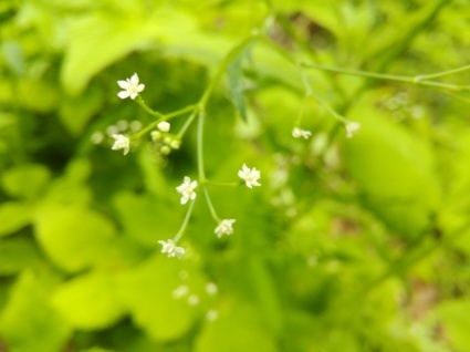 ミツバの花小路…_b0368362_20202251.jpg