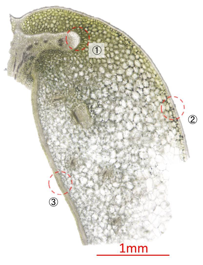 エンドウ スナップエンドウ 植物顕微鏡写真 保管庫 エンドウ スナップエンドウ 植物顕微鏡写真 保管庫