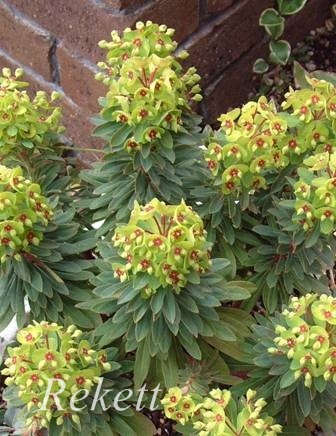 シックな寄せ植え~❤_f0029571_22250463.jpg