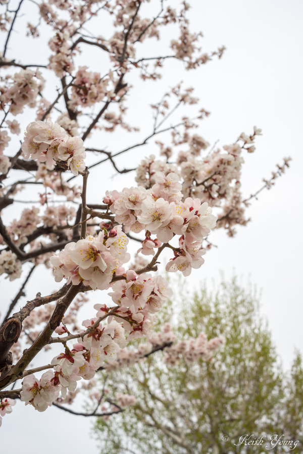 plum blossom_e0338273_23293953.jpg