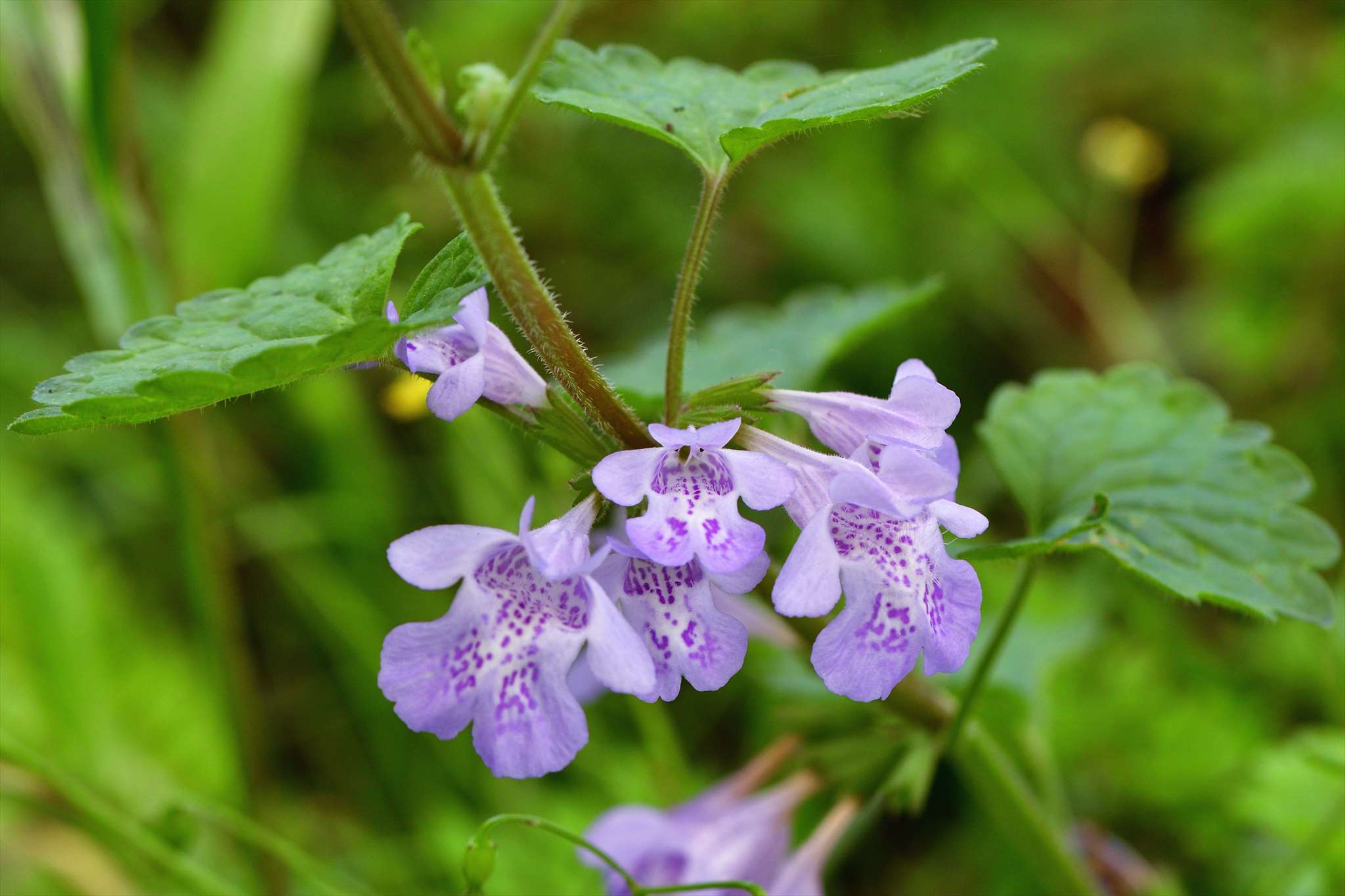 近所の花 野の花山の花ウォッチング In 奥多摩 近所の花 野の花山の花ウォッチング In 奥多摩