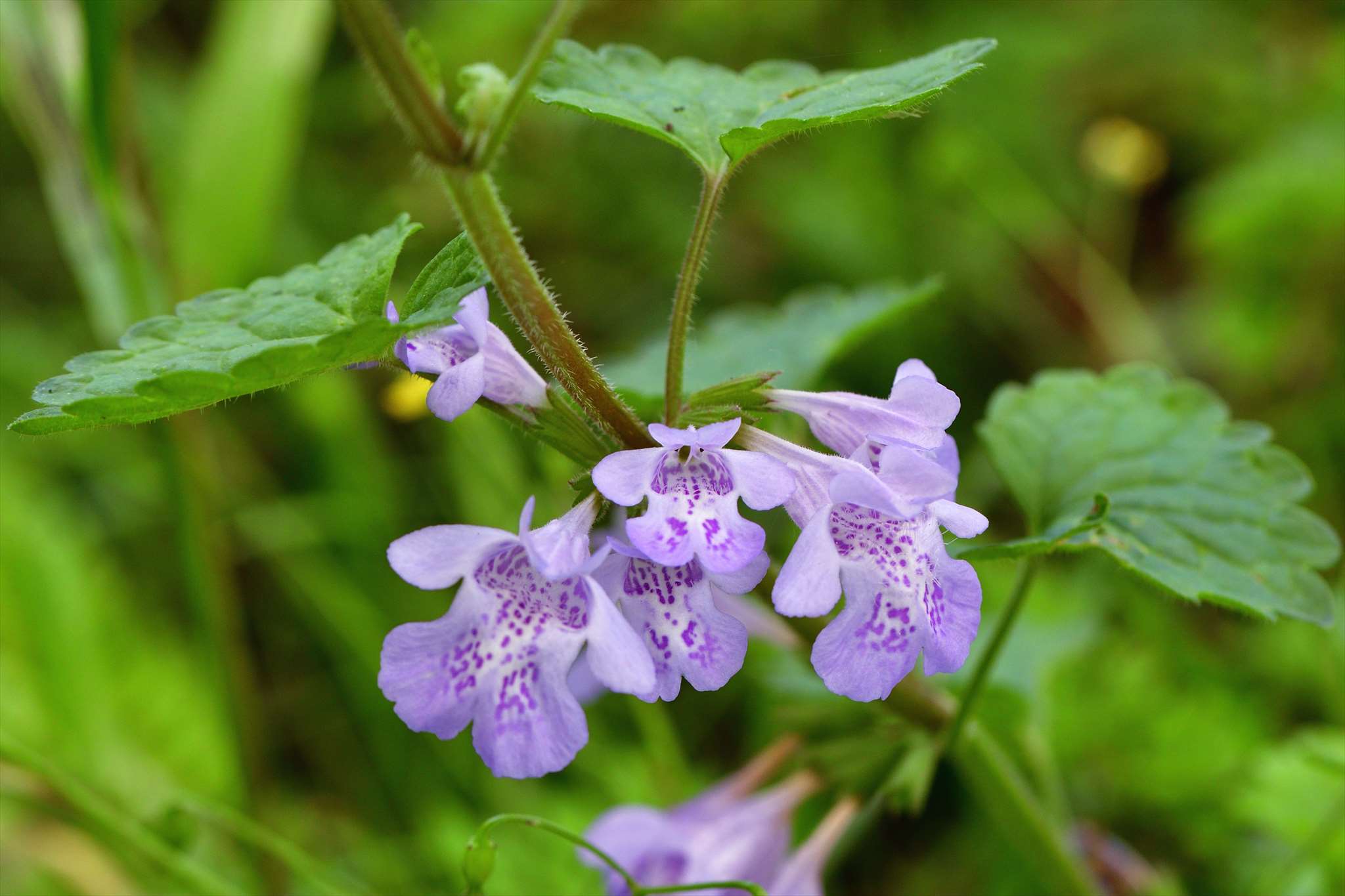 近所の花_d0328977_15512262.jpg