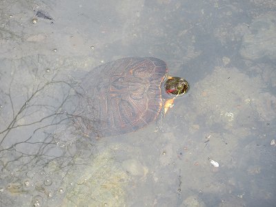 毘沙門堂「弁天池」泥上げ・清掃_b0092684_10104811.jpg