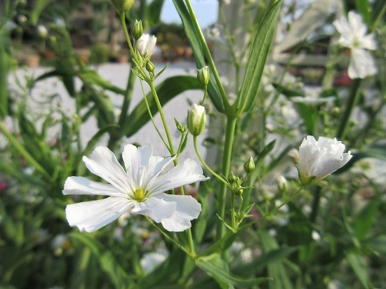 白花かすみ草 エレガンス種 の んびり