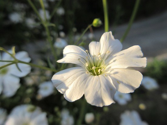 白花かすみ草 エレガンス種 の んびり