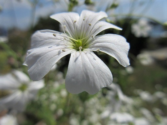 白花かすみ草 エレガンス種 の んびり
