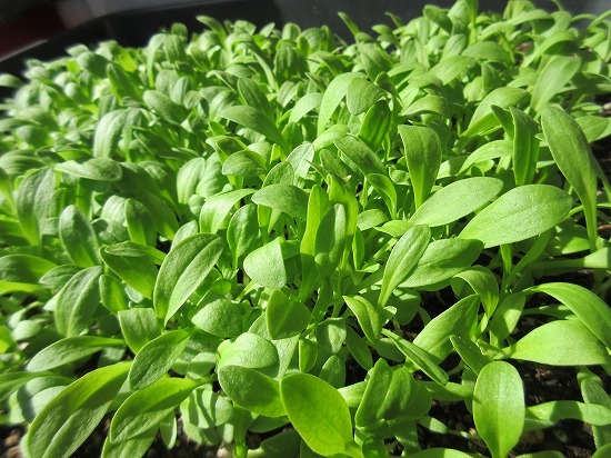 白花かすみ草 エレガンス種 の んびり