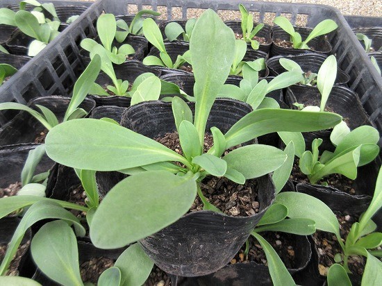 白花かすみ草 エレガンス種 の んびり