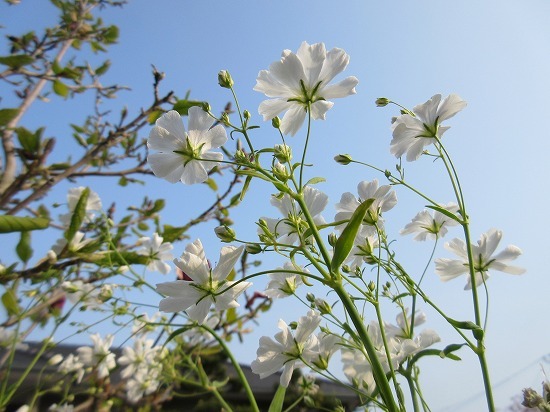 白花かすみ草 エレガンス種 の んびり