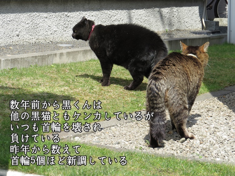 猫たち取っ組み合い 手ぬぐいとかめら