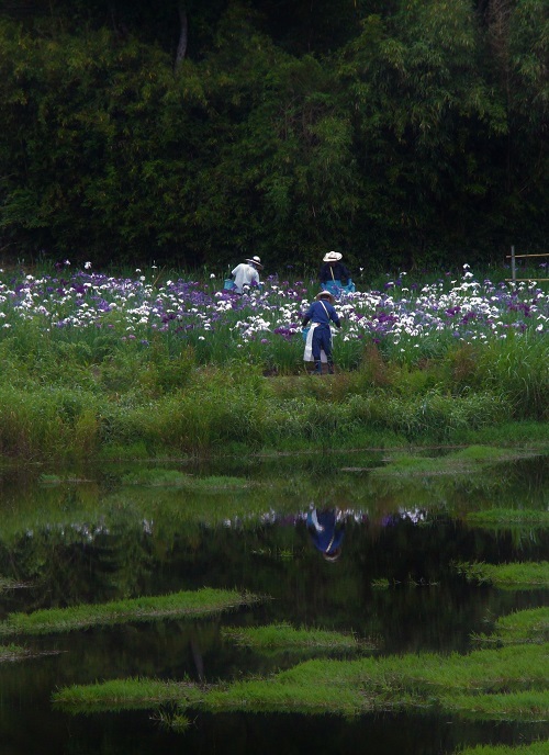 菖蒲_a0333195_08210924.jpg