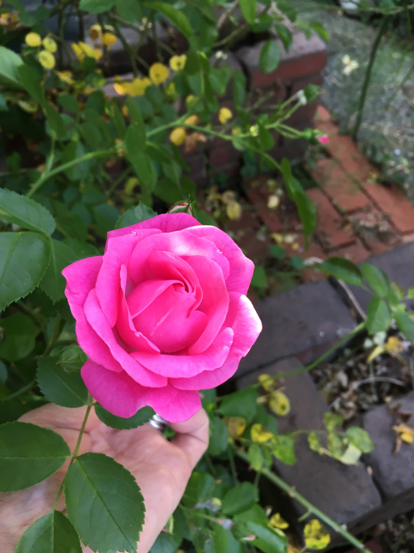 地植えのパレード🌹_c0195496_06595667.jpg