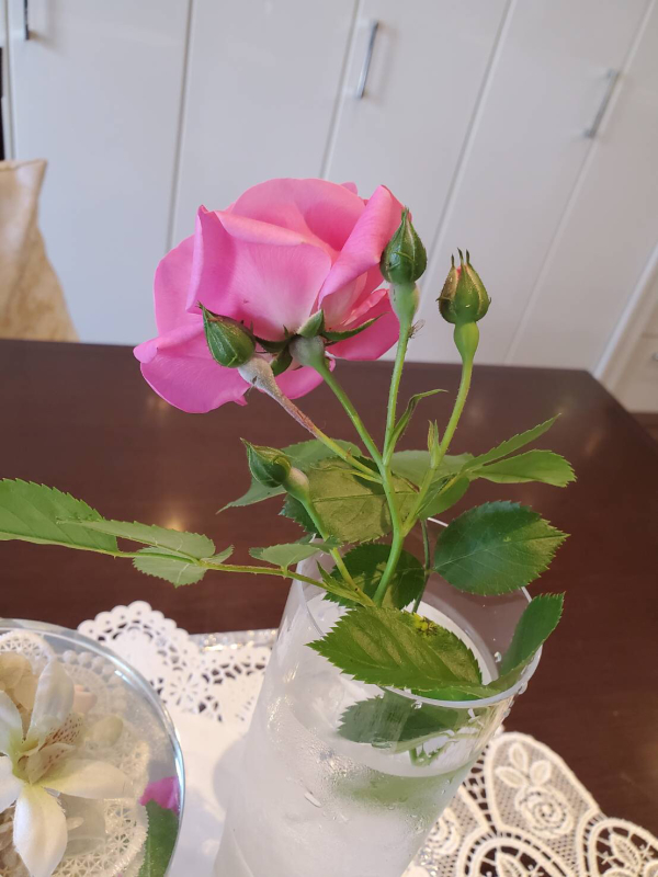 地植えのパレード🌹_c0195496_07214294.jpg