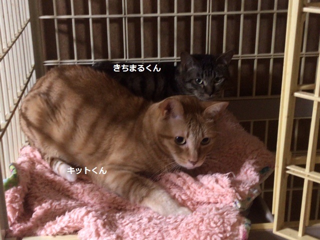 大の苦手_f0242002_09194474.jpg