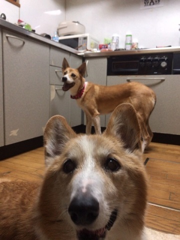 大の苦手_f0242002_20243955.jpg