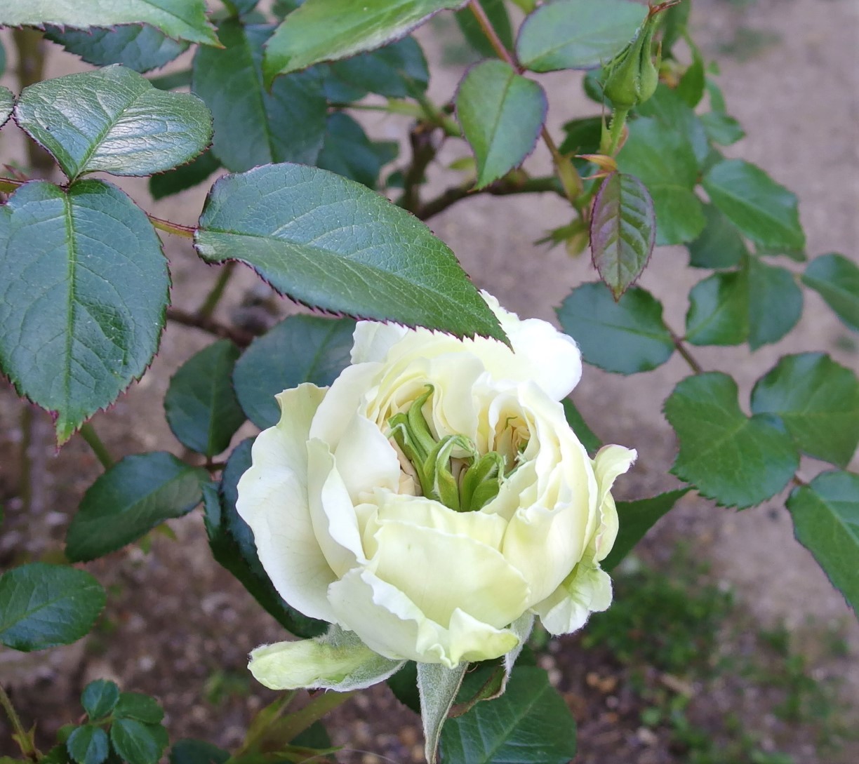 あっ ボレロの花の中に ５月上旬 小さな庭でバラさんたちと