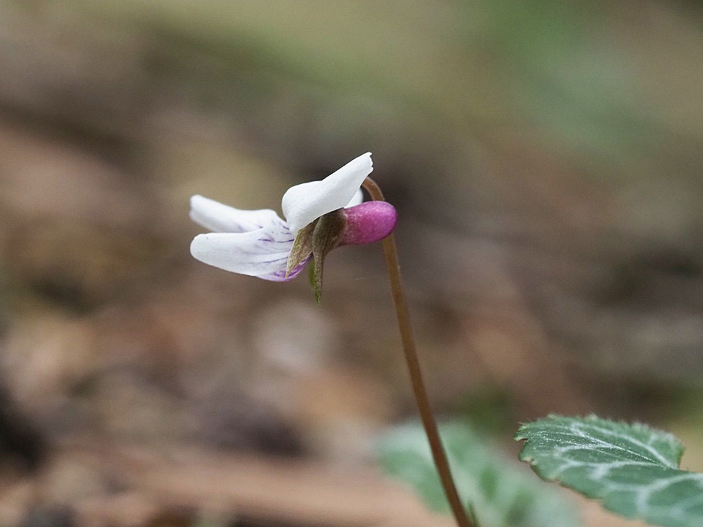 フイリフモトスミレ スミレ科 私の植物観察日記