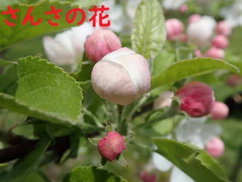 今日もクマの骨に夢中_c0182012_12564656.jpg