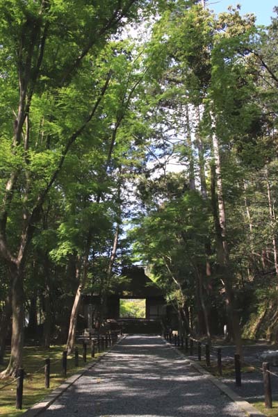 法然院 新緑の盛り_e0048413_21265392.jpg