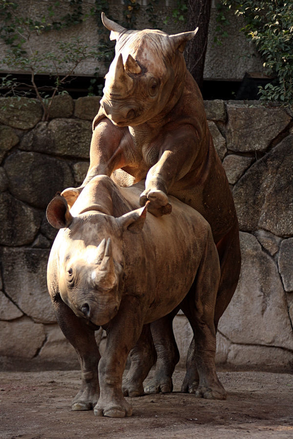 クロサイのカップル 動物園放浪記