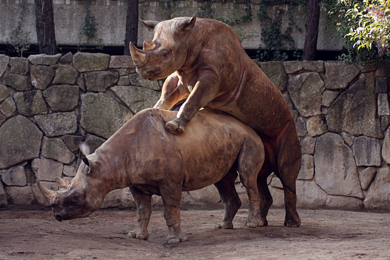 クロサイのカップル 動物園放浪記 クロサイのカップル 動物園放浪記