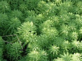 外来水生植物 オオフサモ_f0147025_19050305.jpg