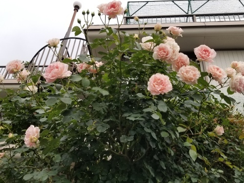 恩返し_e0016828_10364749.jpg
