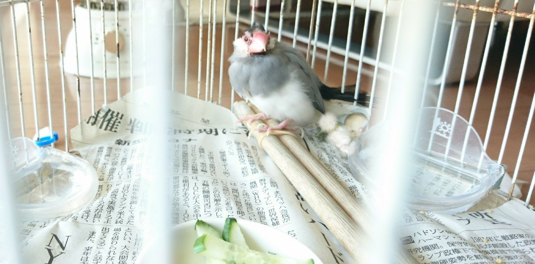 今日の文鳥と、自分_b0203030_14532788.jpg