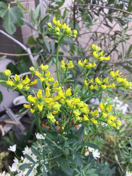 ルー ヘンルーダ が咲きました いちじく日記 てんかんをご存知
