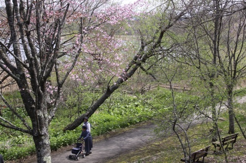 釧路の桜と湿原の中で　5月7日_f0113639_09084931.jpg