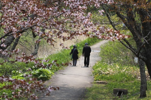 釧路の桜と湿原の中で　5月7日_f0113639_10280160.jpg