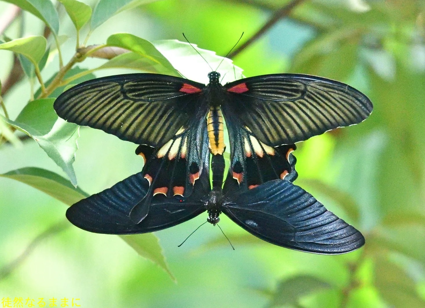 ナガサキアゲハの地理的変異 | Birdstar's Blog