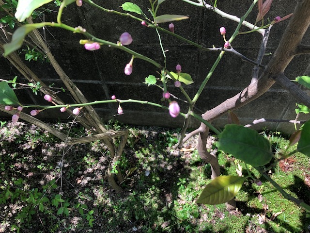 レモンの花のつぼみ 紅絹色日記 レモンの花のつぼみ 紅絹色日記