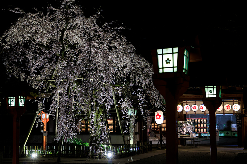 2020桜咲く京都 平野神社ライトアップ_f0155048_20444865.jpg