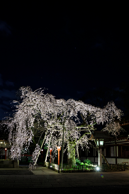 2020桜咲く京都 平野神社ライトアップ_f0155048_20445866.jpg