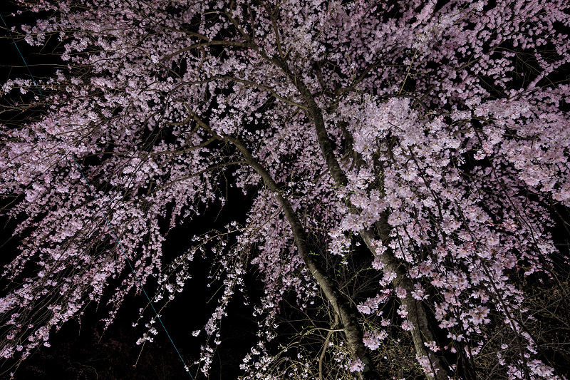桜咲く京都 平野神社ライトアップ 花景色 K W C Photoblog