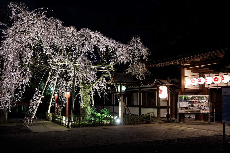 桜咲く京都 平野神社ライトアップ 花景色 K W C Photoblog