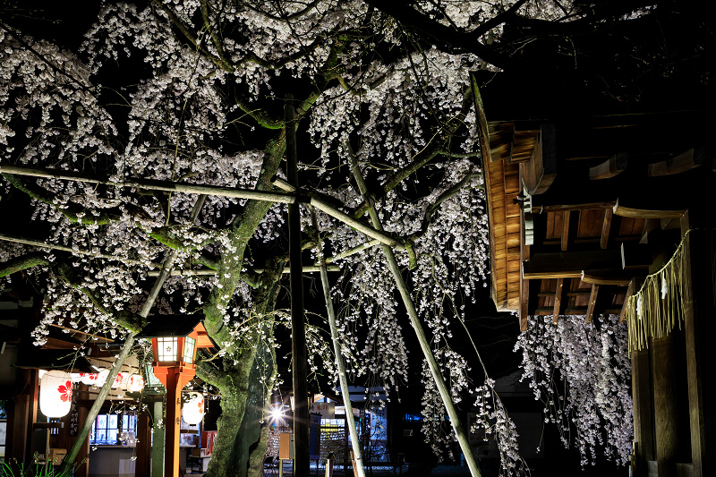 2020桜咲く京都 平野神社ライトアップ_f0155048_20452046.jpg