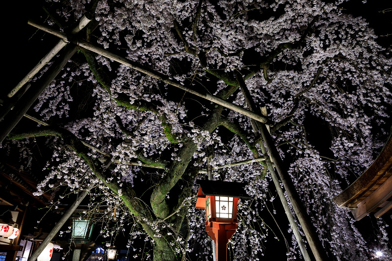 2020桜咲く京都 平野神社ライトアップ_f0155048_20453358.jpg